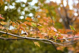 枫叶枫树枫林深秋图片背景