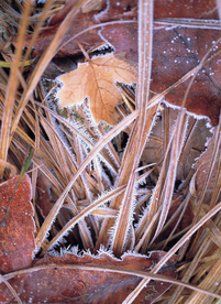 枫叶枫树枫林深秋图片背景