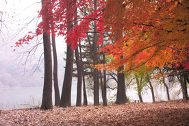 枫叶枫树枫林深秋图片背景