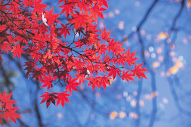 枫叶枫树枫林深秋图片背景