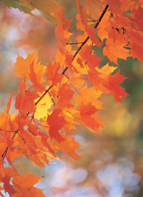 枫叶枫树枫林深秋图片背景