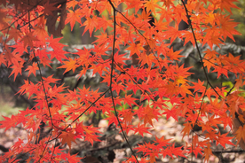 枫叶枫树枫林深秋图片背景