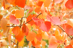 枫叶枫树枫林深秋图片背景