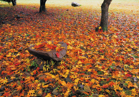 枫叶枫树枫林深秋图片背景