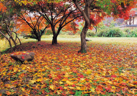 枫叶枫树枫林深秋图片背景