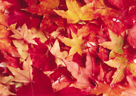 枫叶枫树枫林深秋图片背景