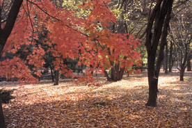 枫叶枫树枫林深秋图片背景