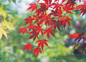 枫叶枫树枫林深秋图片背景