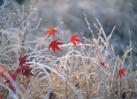 枫叶枫树枫林深秋图片背景