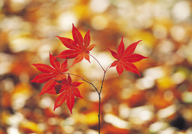 枫叶枫树枫林深秋图片背景