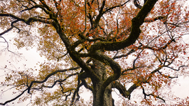 枫叶枫林深秋图片背景