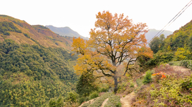 枫叶枫林深秋图片背景