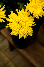 插花花艺花卉图片