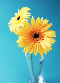 插花花艺花卉图片