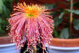 插花花艺花卉图片