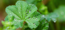 露水露珠水珠图片背景