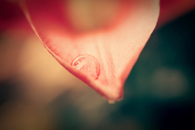 露水露珠水珠图片背景