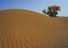 沙漠戈壁荒野遗迹图片