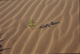 沙漠戈壁荒野遗迹图片