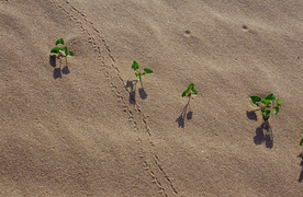 沙漠戈壁荒野遗迹图片