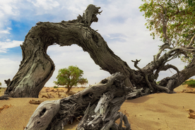 沙漠戈壁荒野遗迹图片