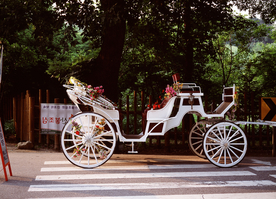 自行车共享单车车技图片