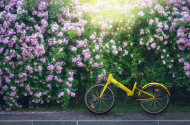 自行车共享单车车技图片