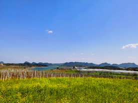 油菜花