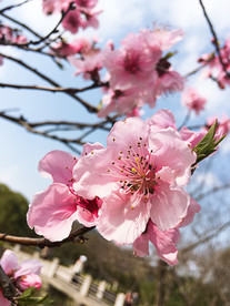 桃花