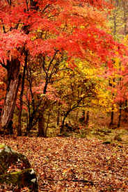 金秋红叶