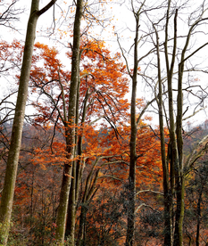 金秋山林