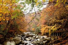 金秋山溪