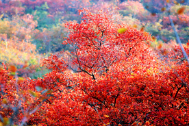 金秋红叶