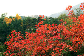 金秋红叶