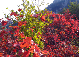 金秋红叶