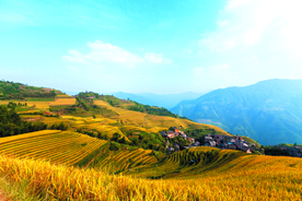 金秋梯田