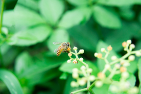 花间隐者小蜂蜜图片