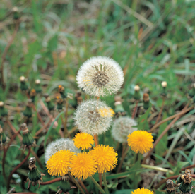 蒲公英图片