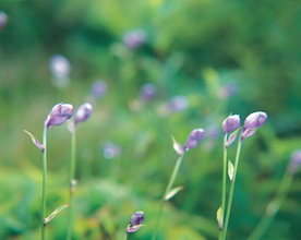 薰衣草田园图片