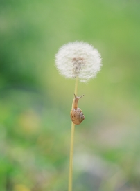 蒲公英图片