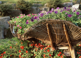 薰衣草紫色花朵田园图片