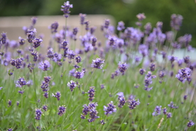 薰衣草田园图片