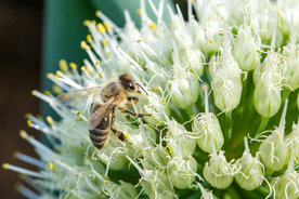 花间隐者小蜂蜜图片