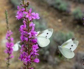 薰衣草田园图片