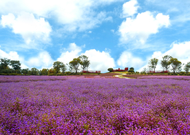 薰衣草田园图片
