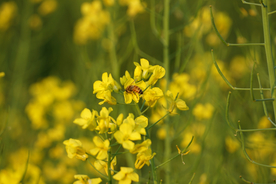 花间隐者小蜂蜜图