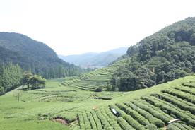 龙井茶园