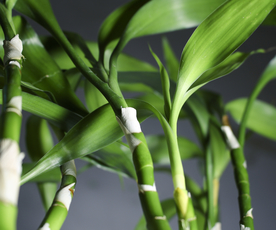 花艺插花花卉图片