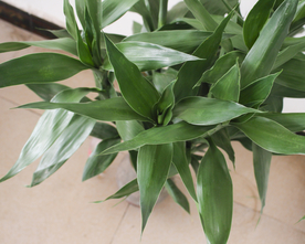 花艺插花花卉图片