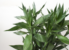 花艺插花花卉图片